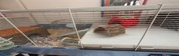 Hamster rodents for sale: Male baby hamster - rare mink brown - Advert 6