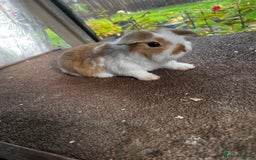 Mini Lop rabbits for sale: Two female mini lops for sale - Image 8