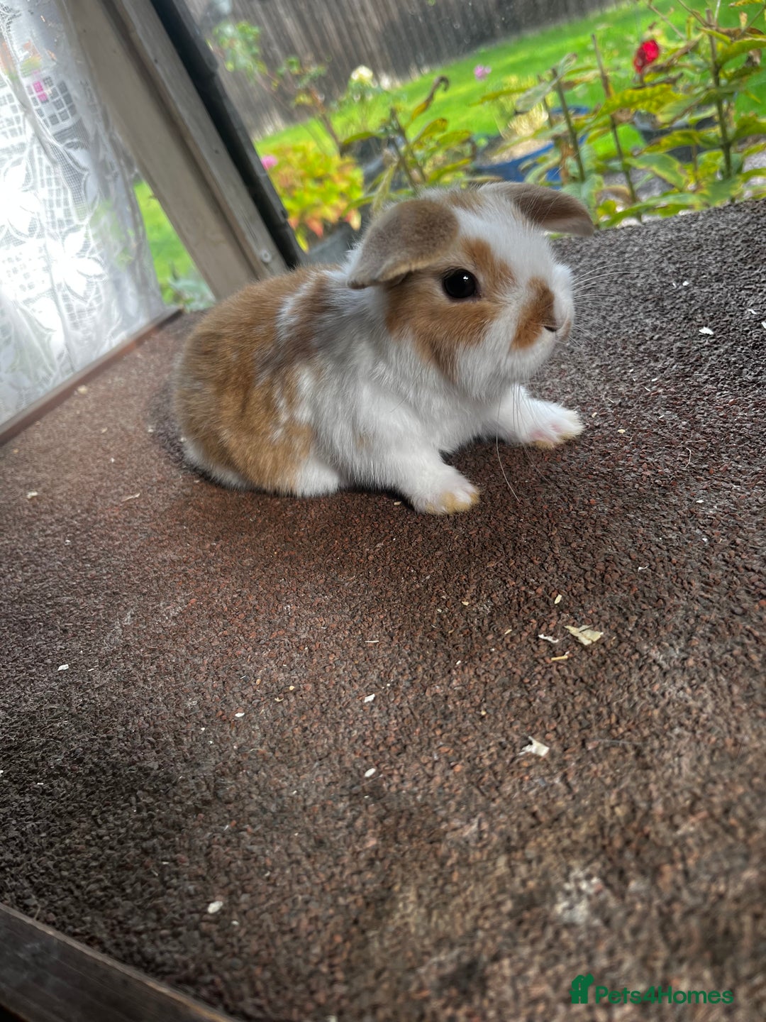 Mini Lop rabbits for sale: Two female mini lops for sale - Image 8