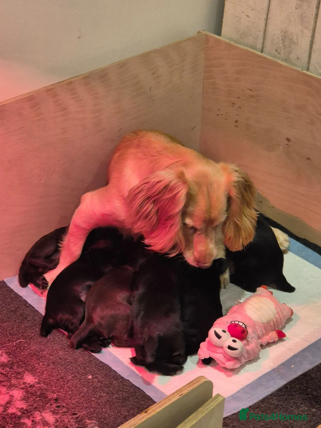 Cocker Spaniel dogs for sale: Working cocker spaniel pups  - Advert 5