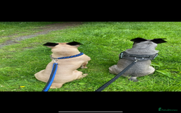 Cane Corso dogs for sale: CANE CORSO TOP QUALITY STRAJANO BLOODLINE FERMINTO - Advert 19