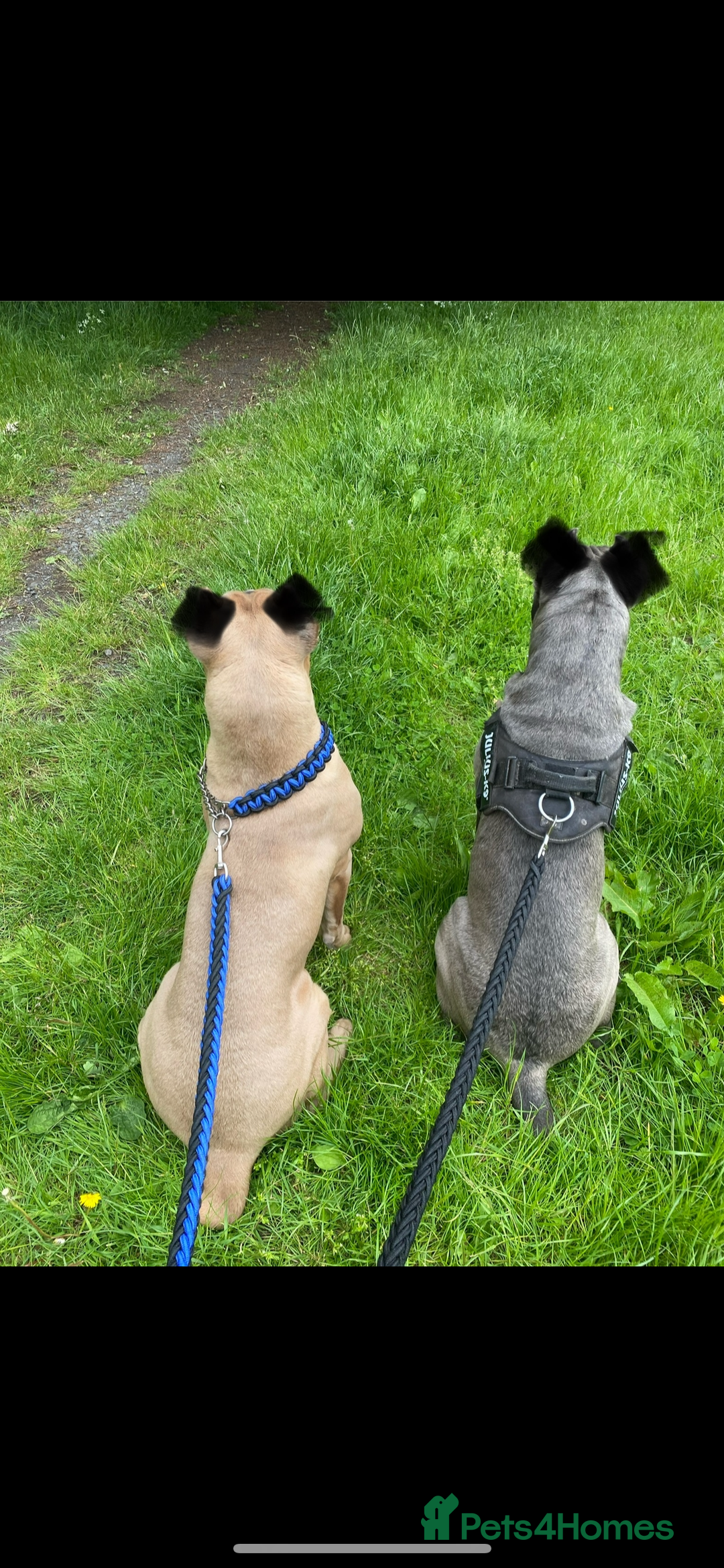 Cane Corso dogs for sale: CANE CORSO TOP QUALITY STRAJANO BLOODLINE FERMINTO - Advert 19