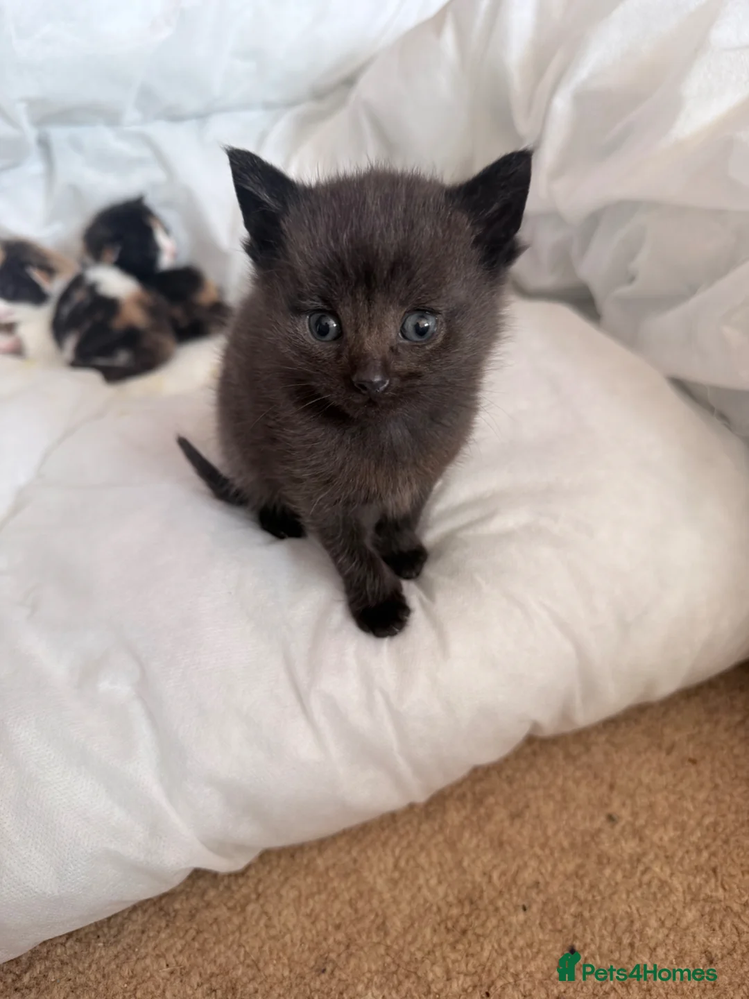 Mixed Breed cats for sale: Female black/grey kitten  - Advert 2