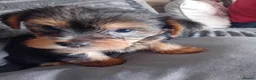 Yorkshire Terrier dogs for sale: YORKSHIRE TERRIER BOY PUPPIES READY NOW in Southampton - Advert 16