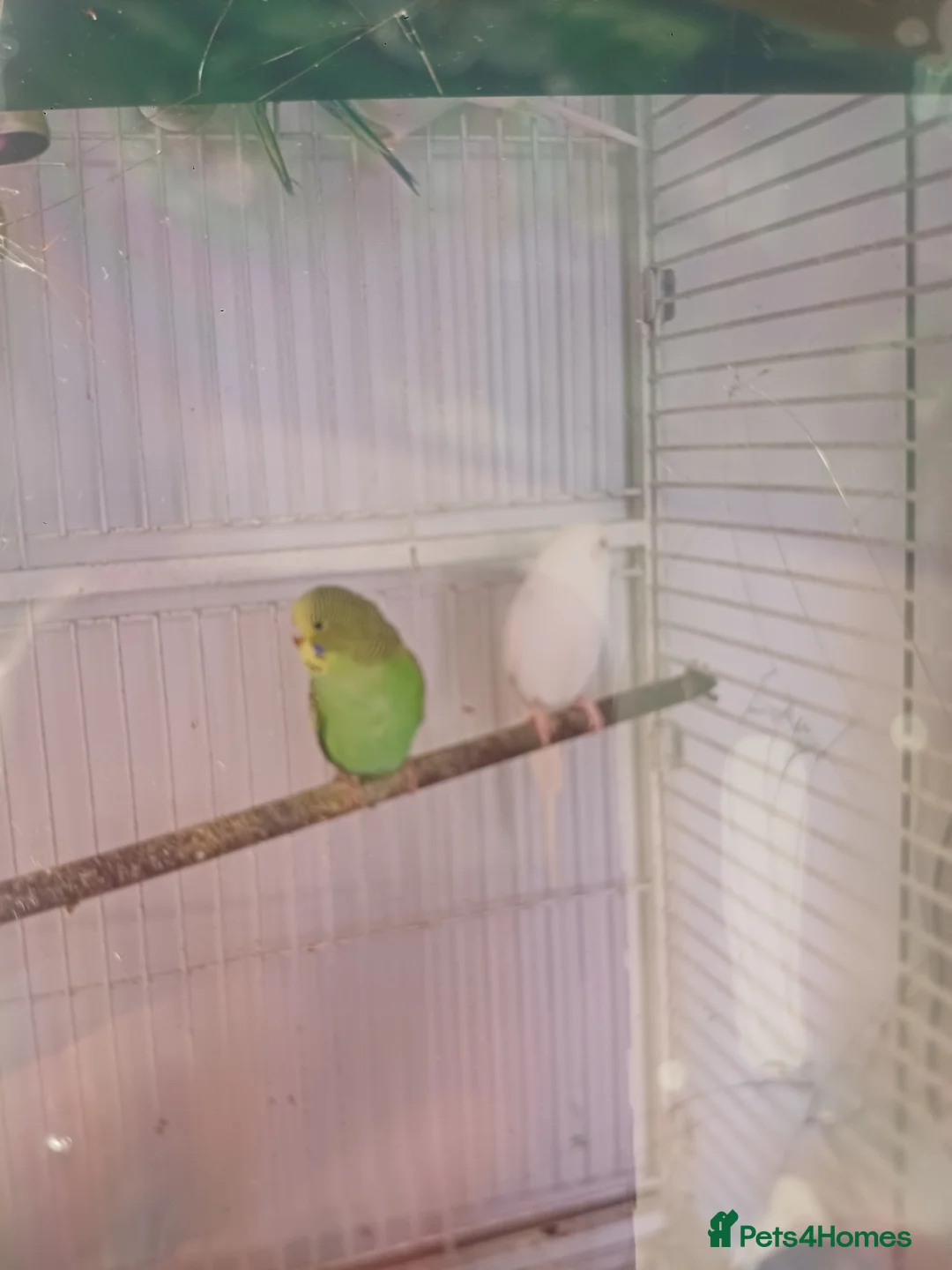 Budgerigars birds for sale: very beautiful parrots in Ilford - Advert 1