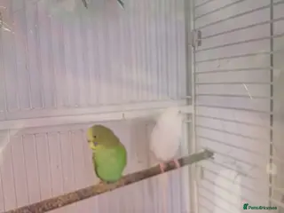 Budgerigars birds very beautiful parrots - Advert 1