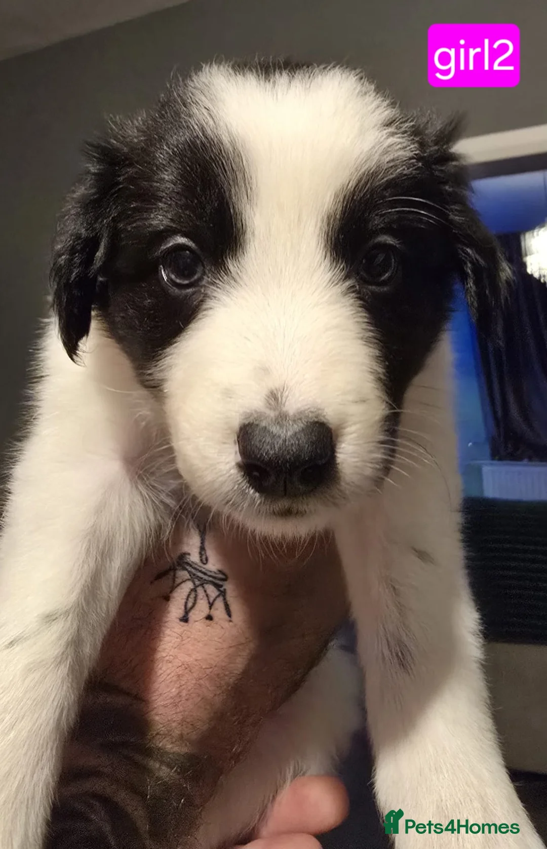 Border Collie dogs for sale: Border collie pups  - Advert 35