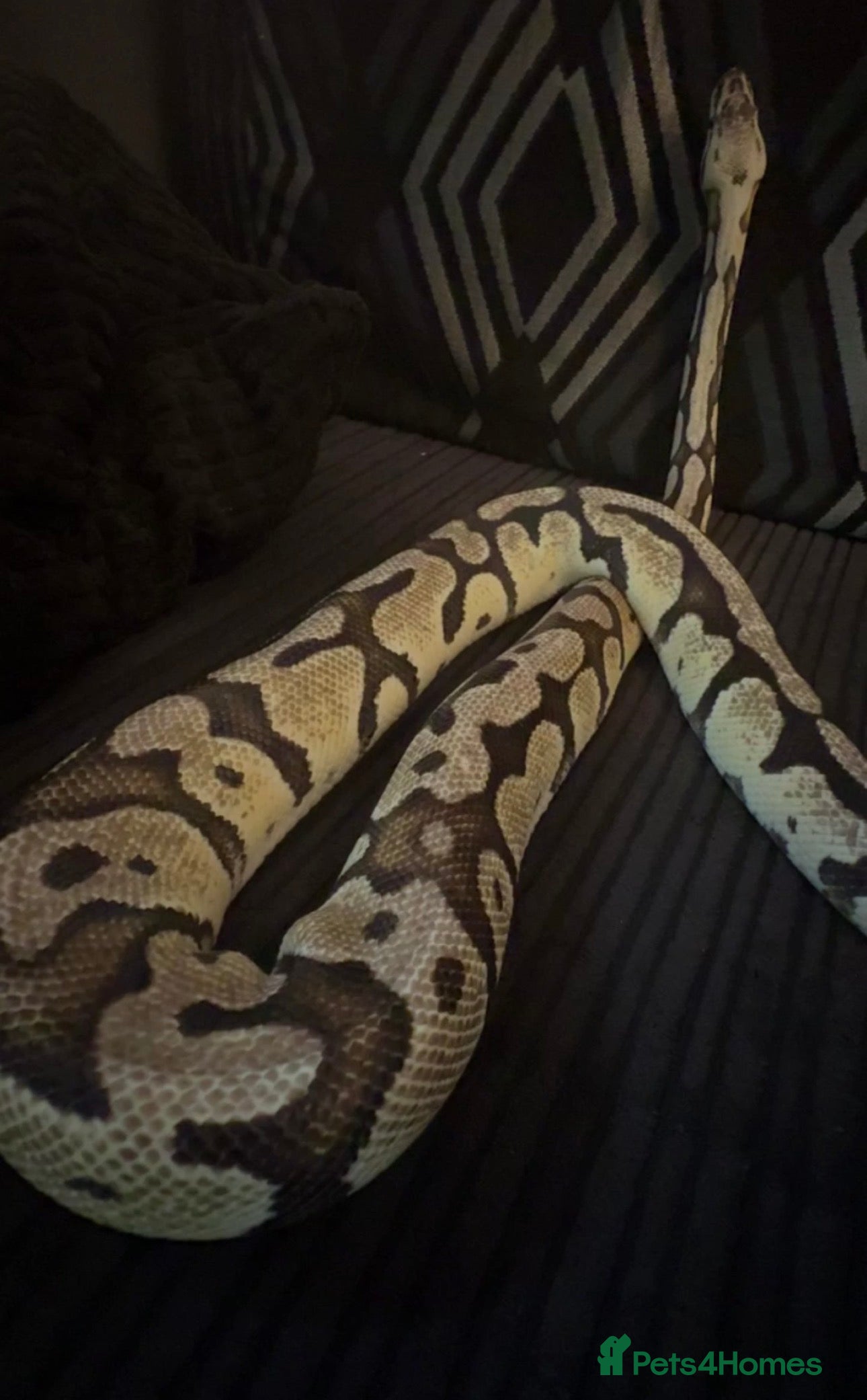 Python Snake reptiles Royal Python  - Advert 23