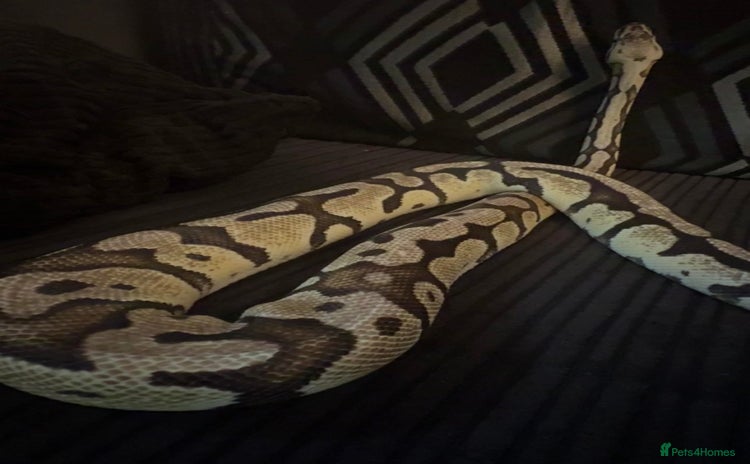 Python Snake reptiles - Advert 1