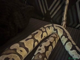 Python Snake reptiles - Advert 6