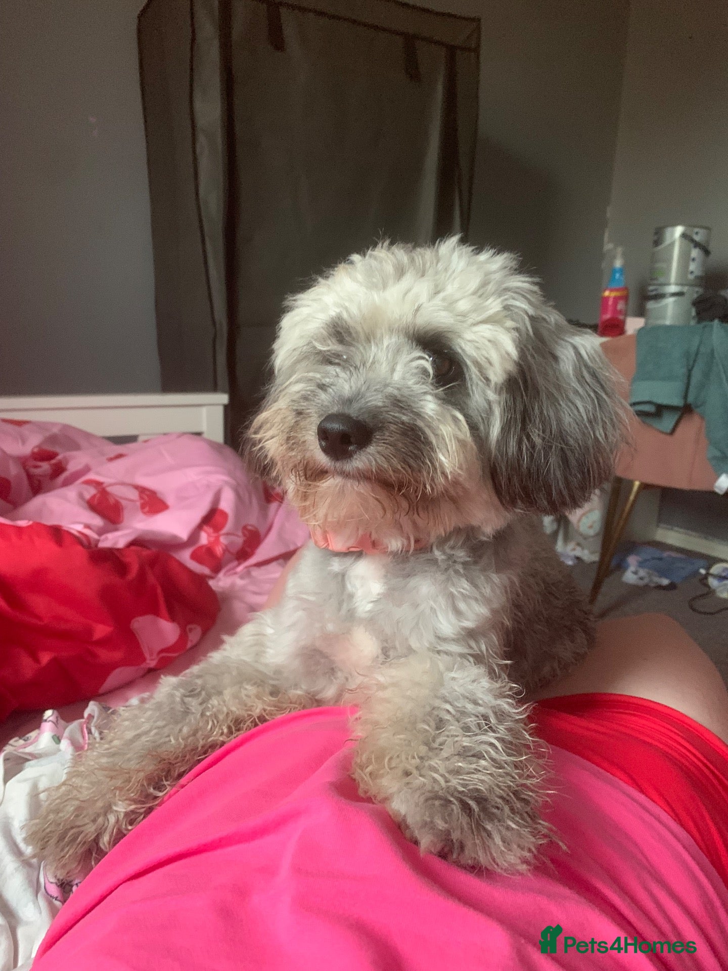 Cockapoo dogs Girl mini cockapoo looking for a male stud in Lydd - Advert 4