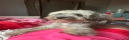 Cockapoo dogs for stud: Girl mini cockapoo looking for a male stud in Lydd in Romney Marsh - Advert 1