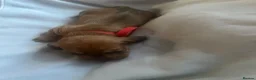 Dachshund dogs for sale: 4 beautiful dachshunds  - Advert 11