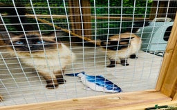Ragdoll cats for adoption: Brother and Sister Ragdoll Cats for rehome - Image 1