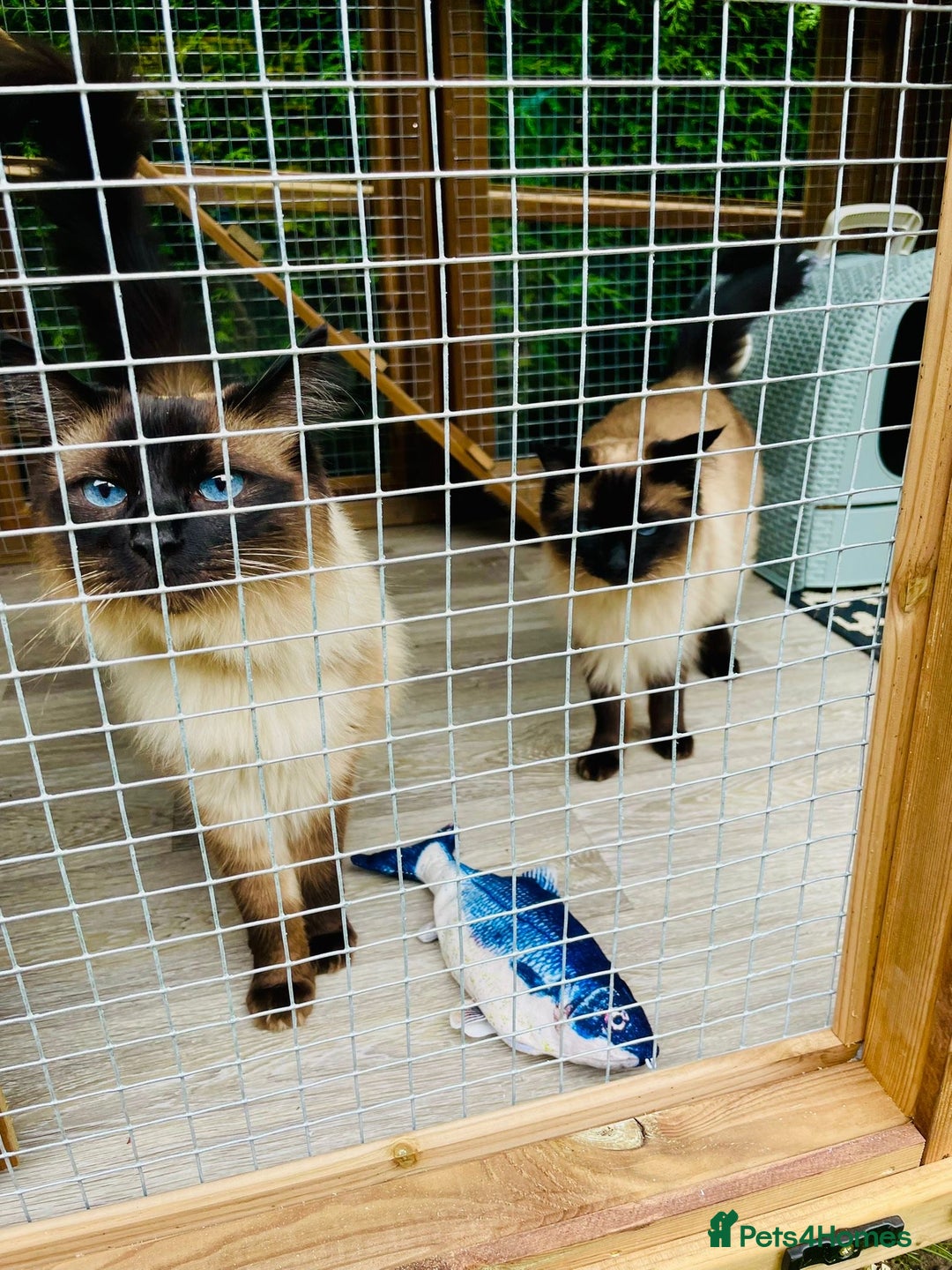 Ragdoll cats for adoption: Brother and Sister Ragdoll Cats for rehome - Image 1