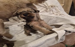 Irish Terrier dogs for sale: Home raised Irish terrier  - Image 10