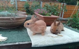 Netherland Dwarf rabbits for sale: Pretty Netherland Dwarf Baby Rabbits 10 wks old - Image 2