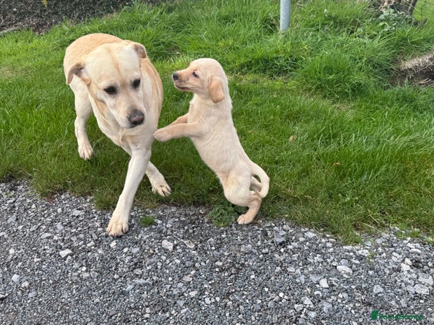 Labrador Retriever dogs - Advert 1