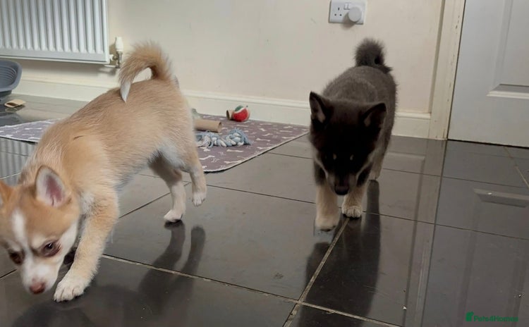 Pomsky dogs - Advert 1