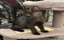 Mixed Breed cats for sale: Little fluffy ones are looking for loving owners! - Image 4