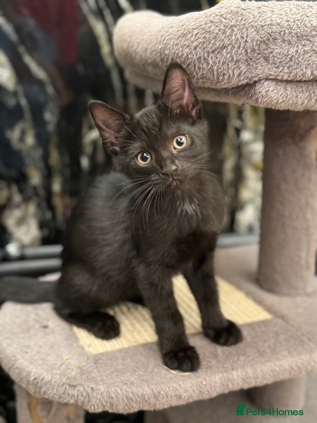 Mixed Breed cats for sale: Little fluffy ones are looking for loving owners! - Image 4
