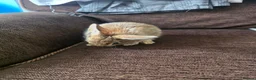 Mixed Breed rabbits for sale: Wee Rabbits in Ballymena - Advert 23