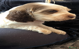 Cocker Spaniel dogs for sale: True show cocker spaniel pups  - Image 15