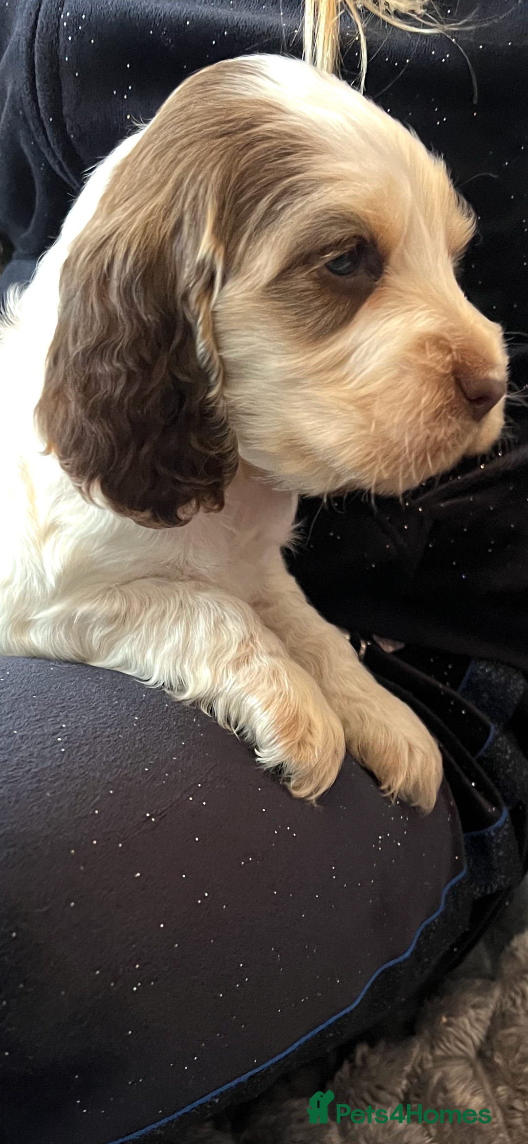 Cocker Spaniel dogs for sale: True show cocker spaniel pups  - Image 15