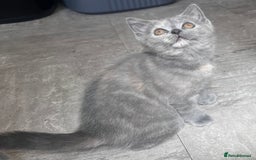 Scottish Fold cats for sale: Last kitten left! Straight ears 😍 - Image 1