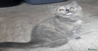 Scottish Fold cats - Advert 2