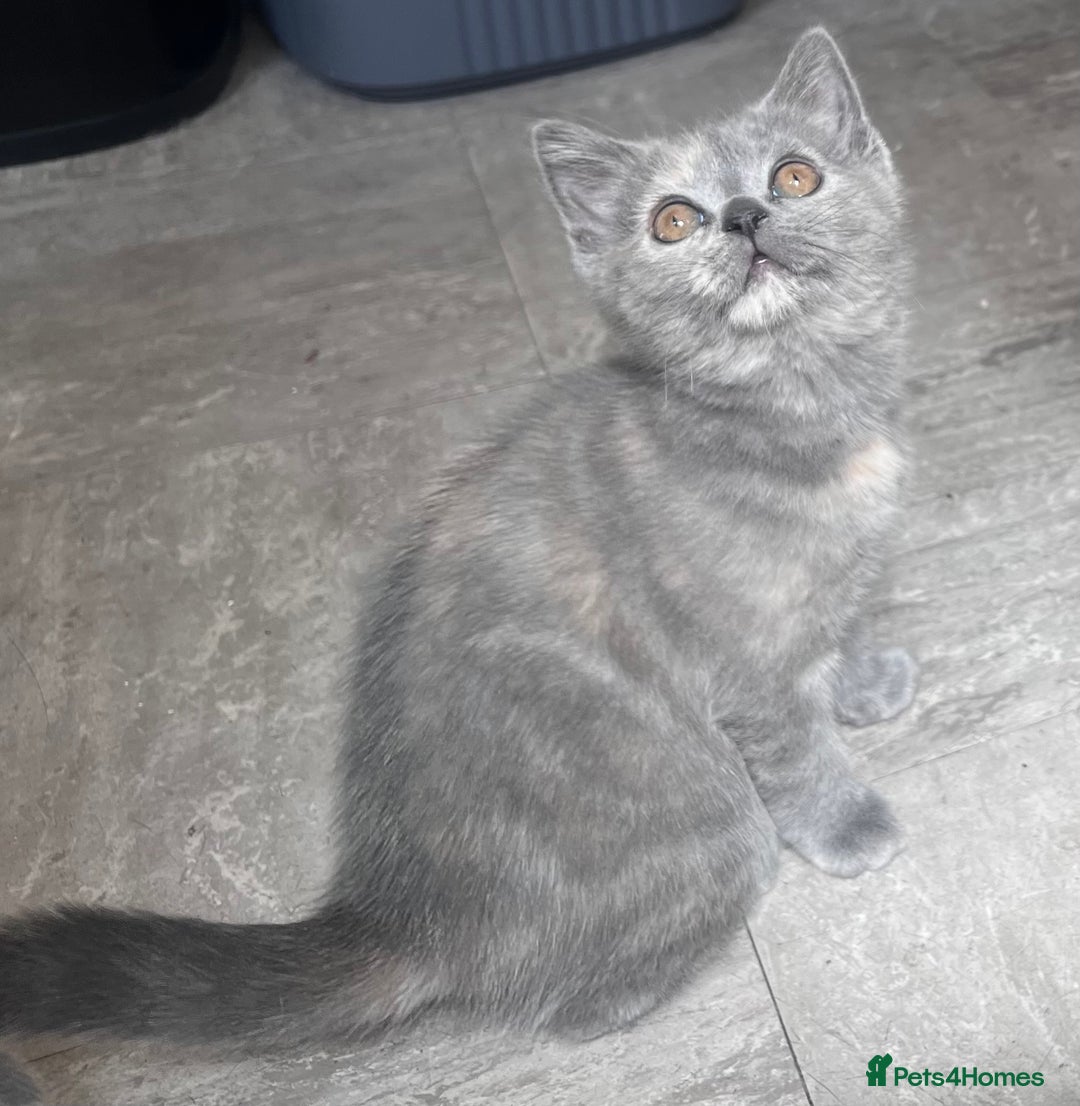 Scottish Fold cats for sale: Last kitten left! Straight ears 😍 - Image 1