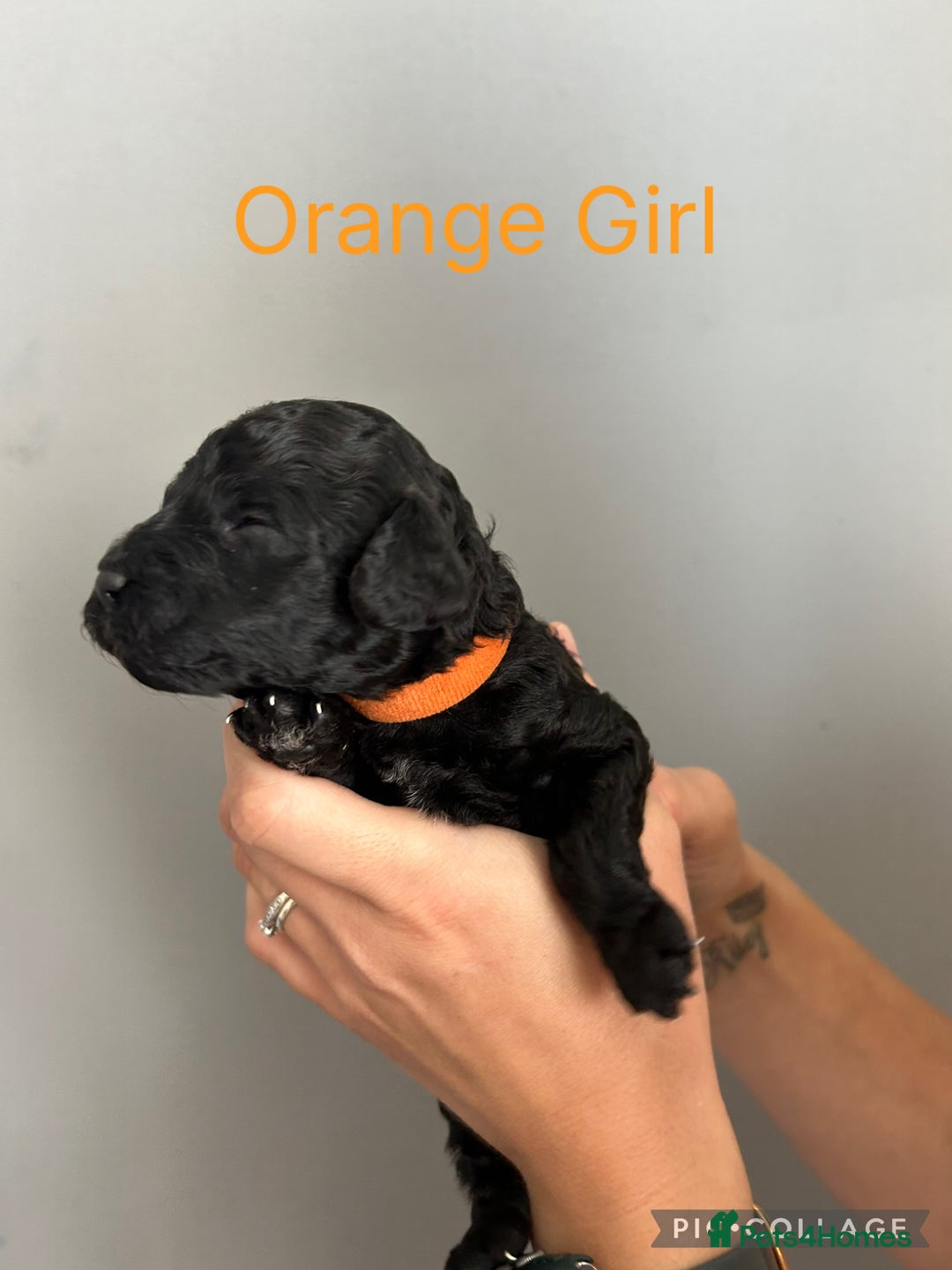 Cockapoo dogs for sale: 🐾 Gorgeous F2 Cockapoo Puppies for sale 🐾  - Image 2