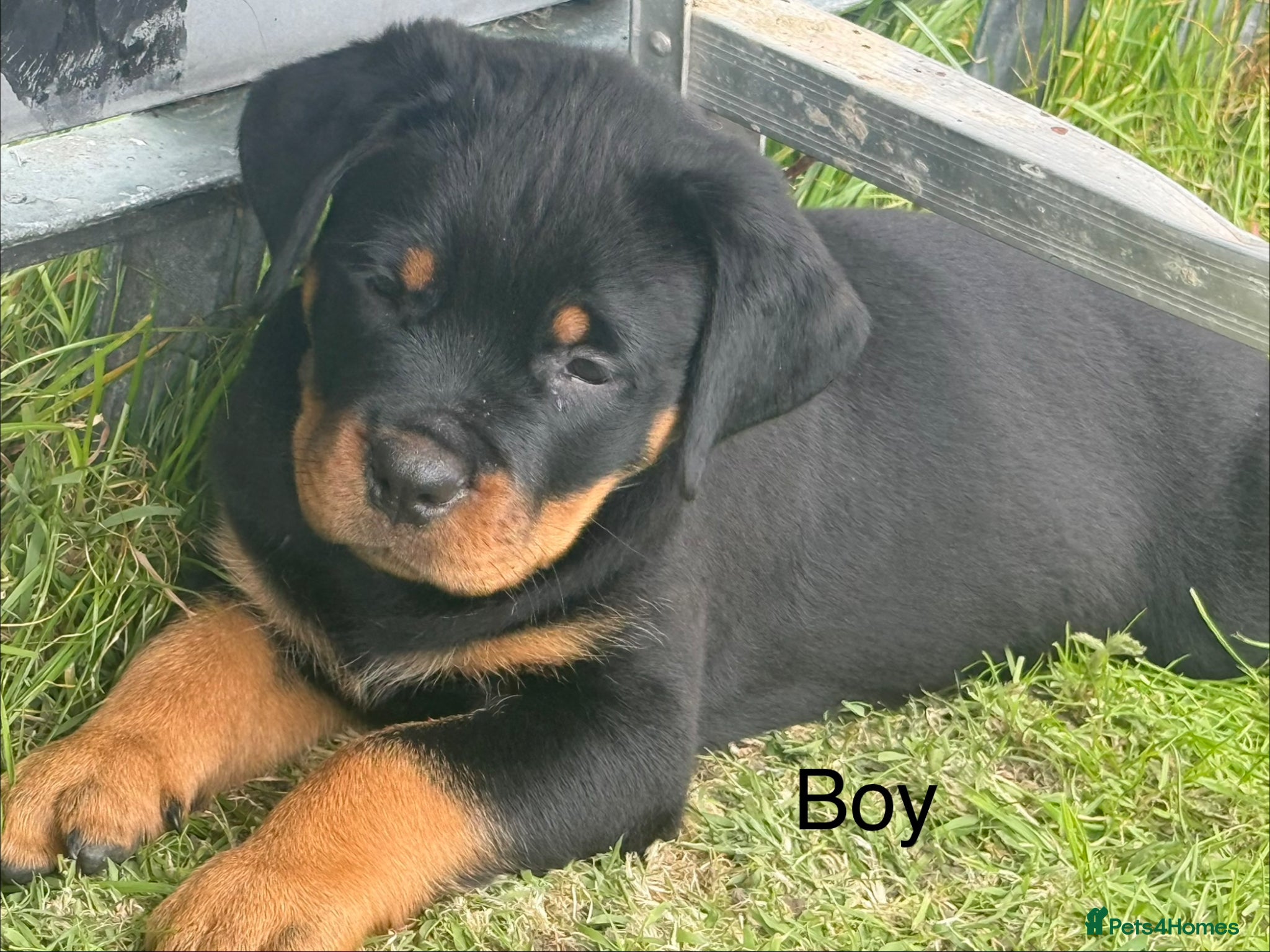 Rottweiler dogs Rottweiler pups - Advert 5