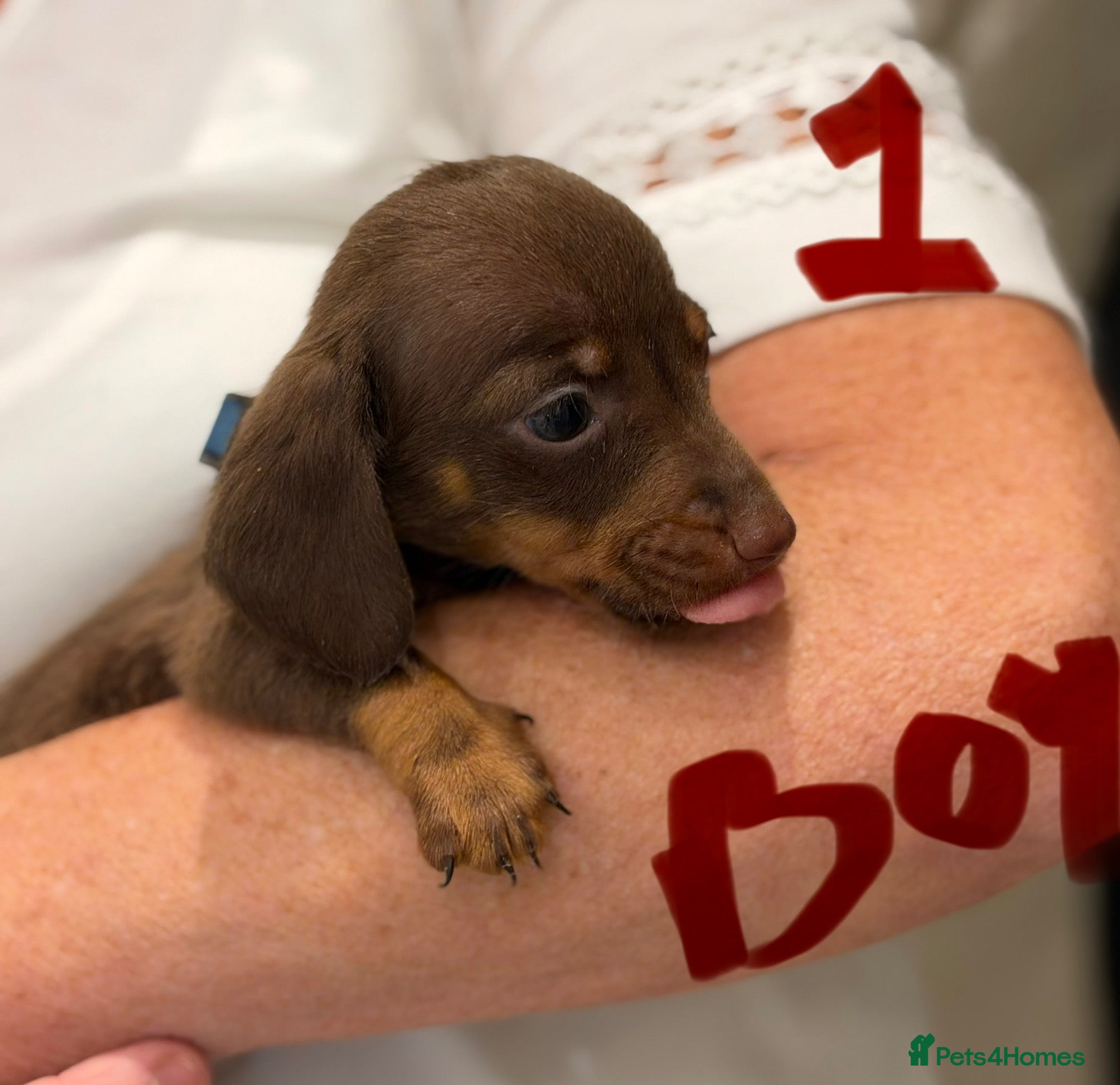 Dachshund dogs Dachshunds - Advert 1