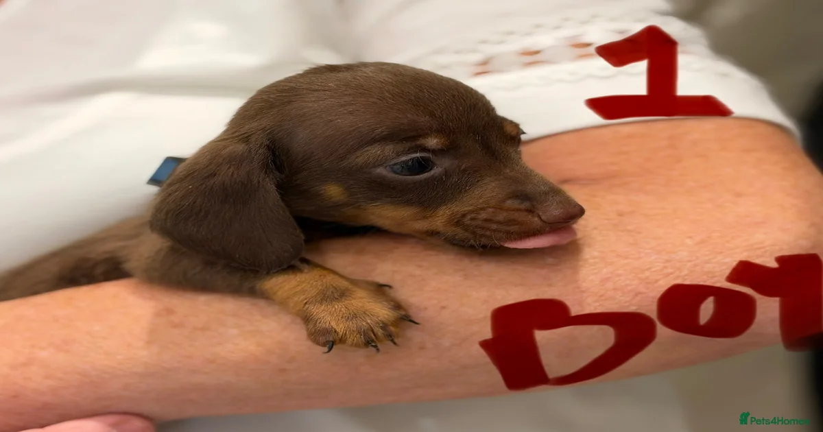 Dachshund Puppies for sale in Billingshurst, West Sussex | Pets4Homes
