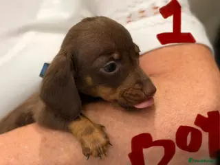 Dachshund dogs Dachshunds - Advert 5