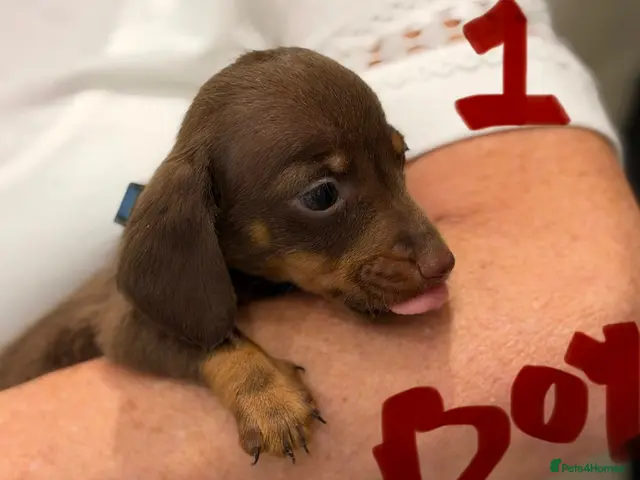 Dachshund dogs for sale: Dachshunds - Advert 1