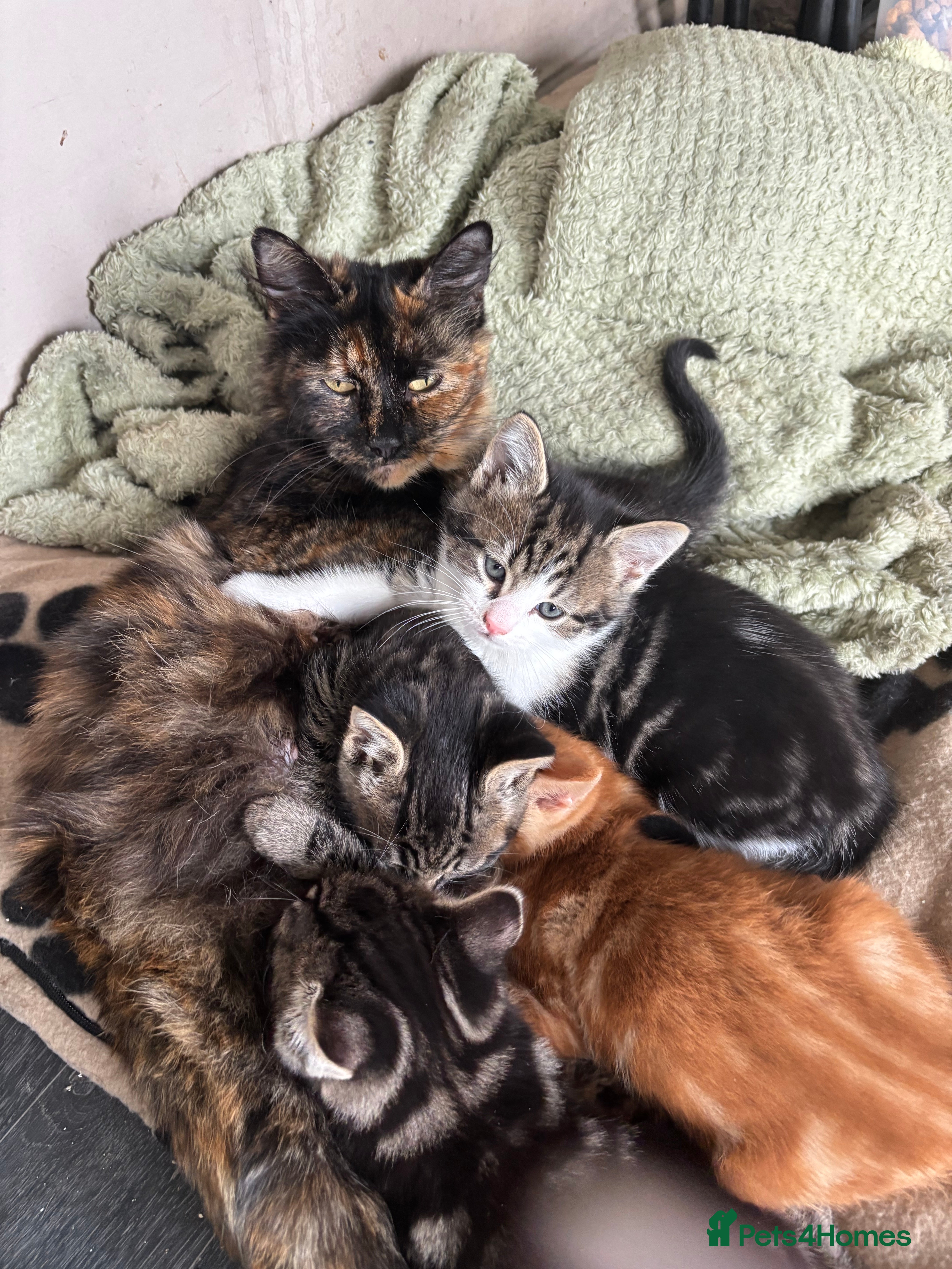 Mixed Breed cats Adorable male kittens for sale  - Advert 1