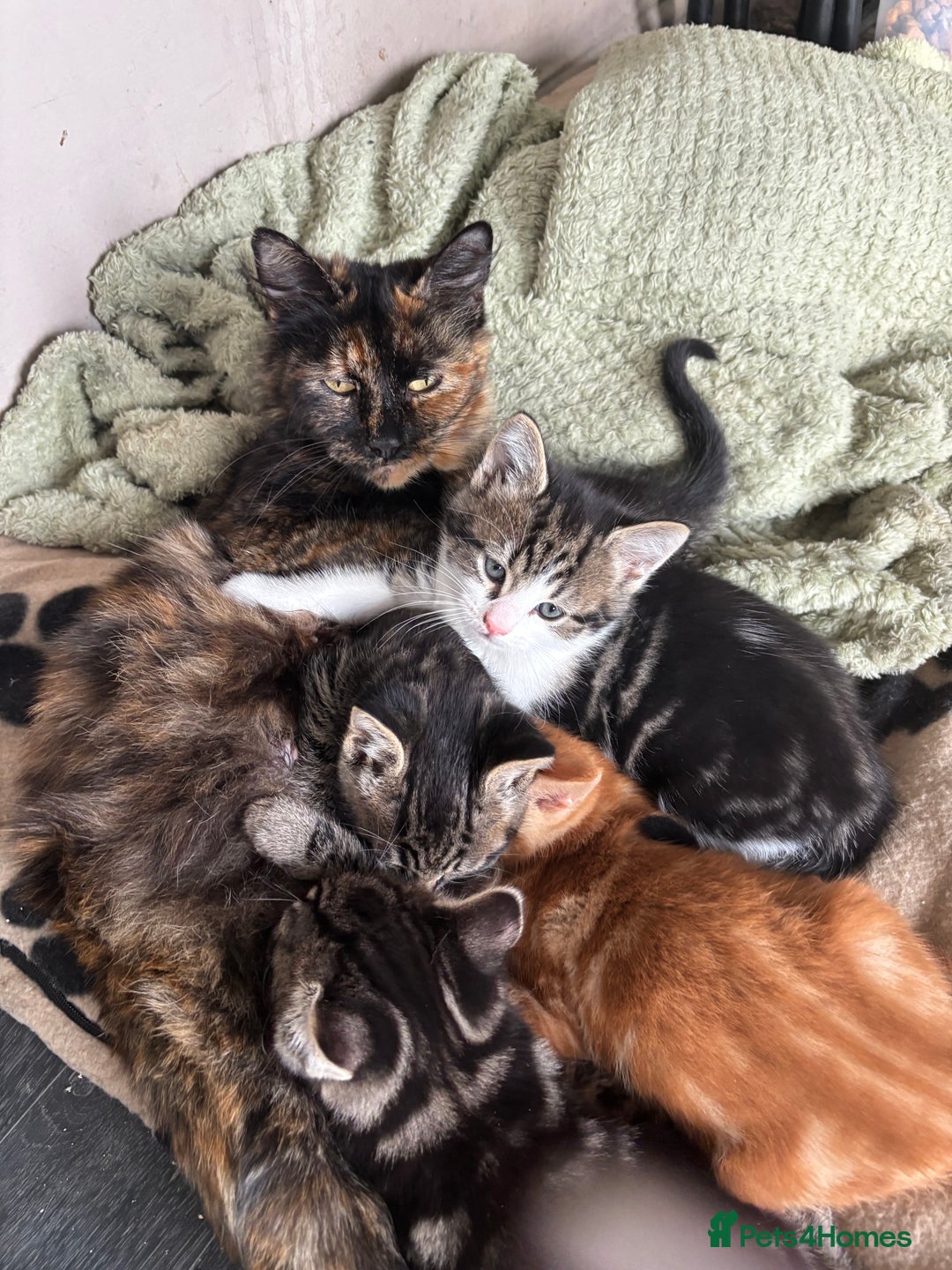 Mixed Breed cats for sale: Adorable male kittens for sale  - Advert 1