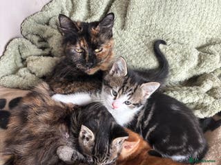 Mixed Breed cats Adorable male kittens for sale - Advert 1