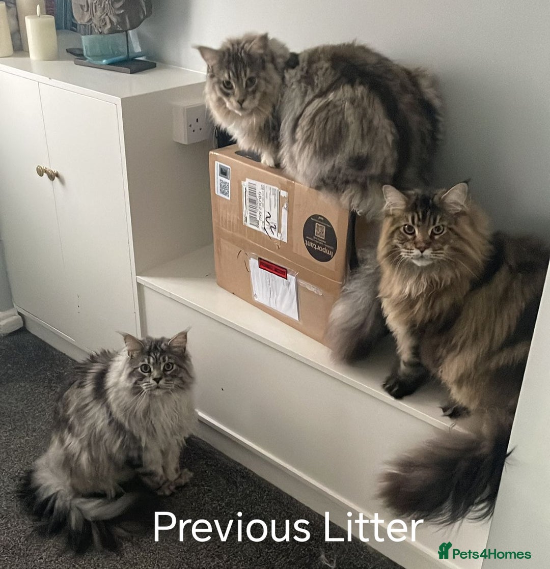 Maine Coon cats for sale: Maine Coon Kittens  - Advert 23