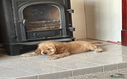 Cocker Spaniel dogs for sale: Adorable Cocker Spaniel Puppies - Image 9