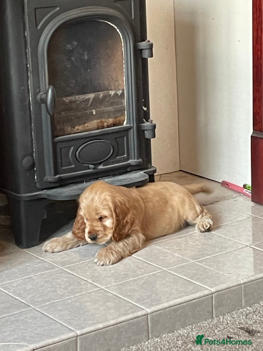 Cocker Spaniel dogs for sale: Adorable Cocker Spaniel Puppies - Image 9