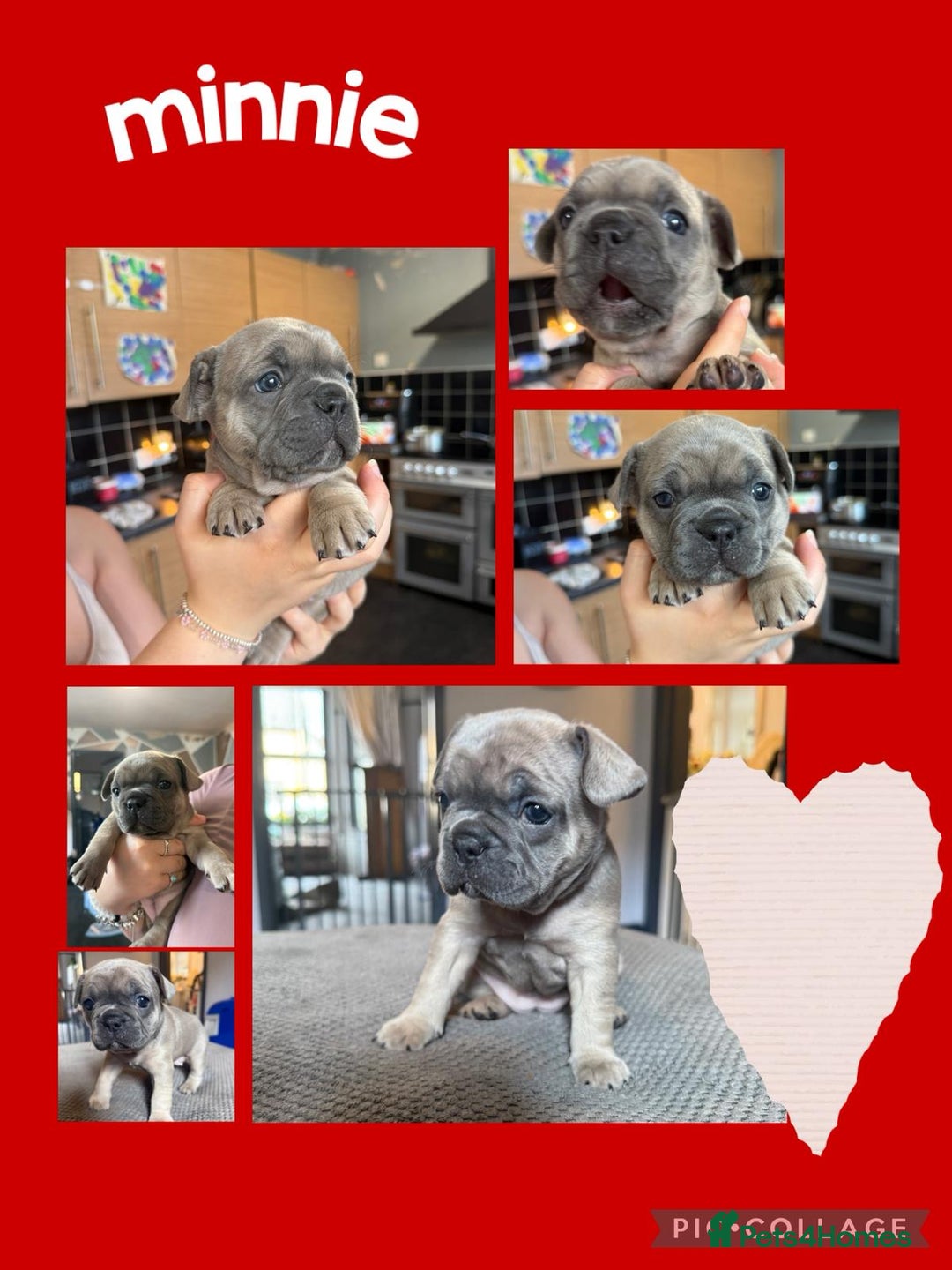 French Bulldog dogs for sale: 2 beautiful litters of French bulldog puppies - Image 13