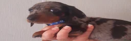 Dachshund dogs for sale: Miniature Dachshund puppies  in Falkirk - Advert 8