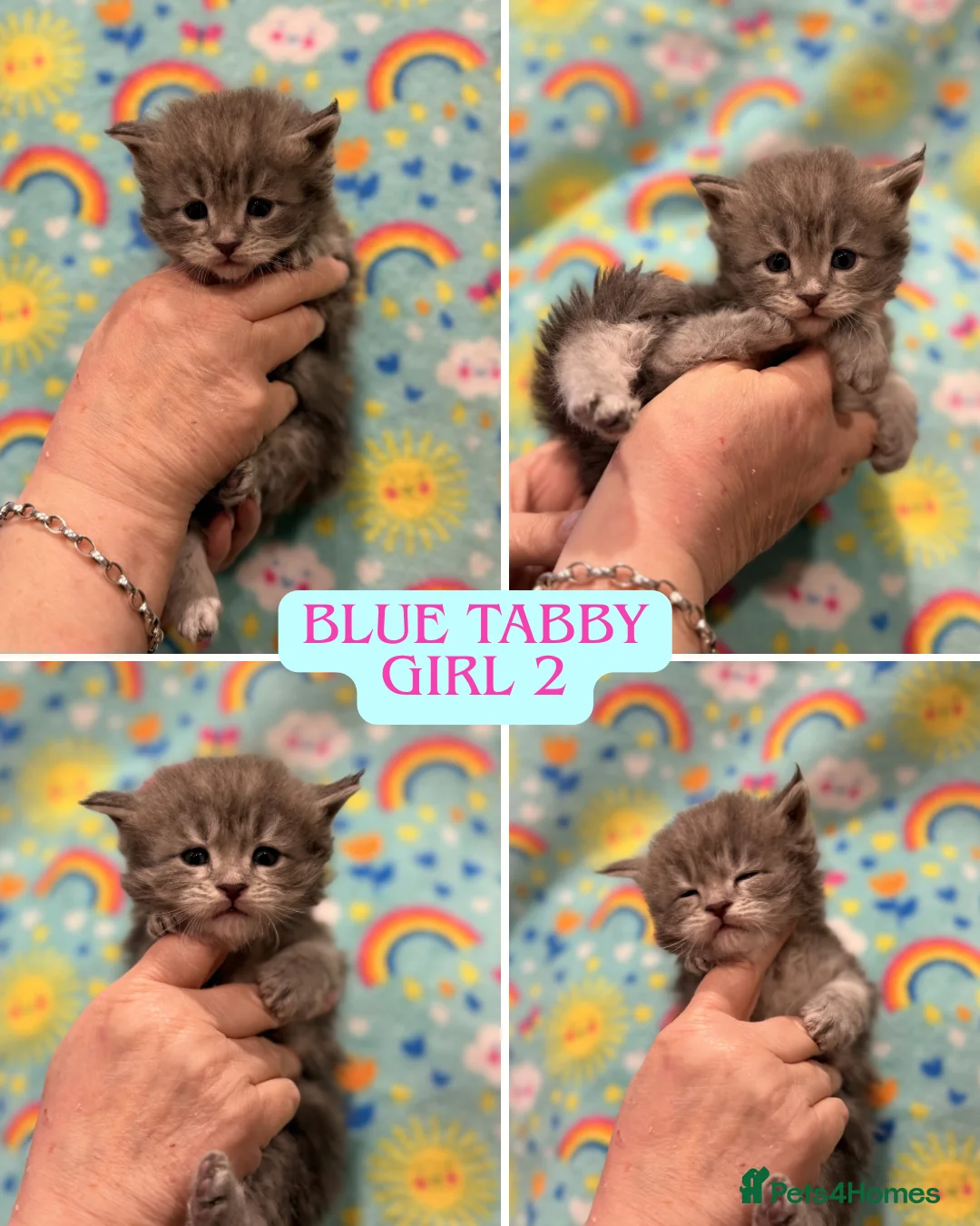 Maine Coon cats for sale: TICA REG MAINE COON KITTENS - Advert 5