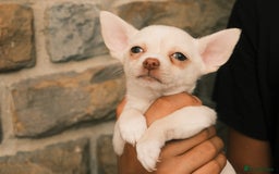 Chihuahua dogs for sale: 4 beautiful Chihuahua pups - Image 12