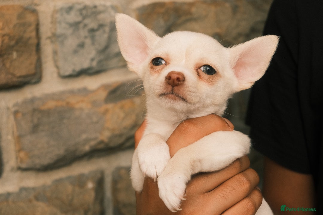 Chihuahua dogs for sale: 4 beautiful Chihuahua pups - Image 12