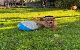 Miniature Poodle dogs for sale: DNA Health tested.Miniature KC Poodle Puppies - Image 17
