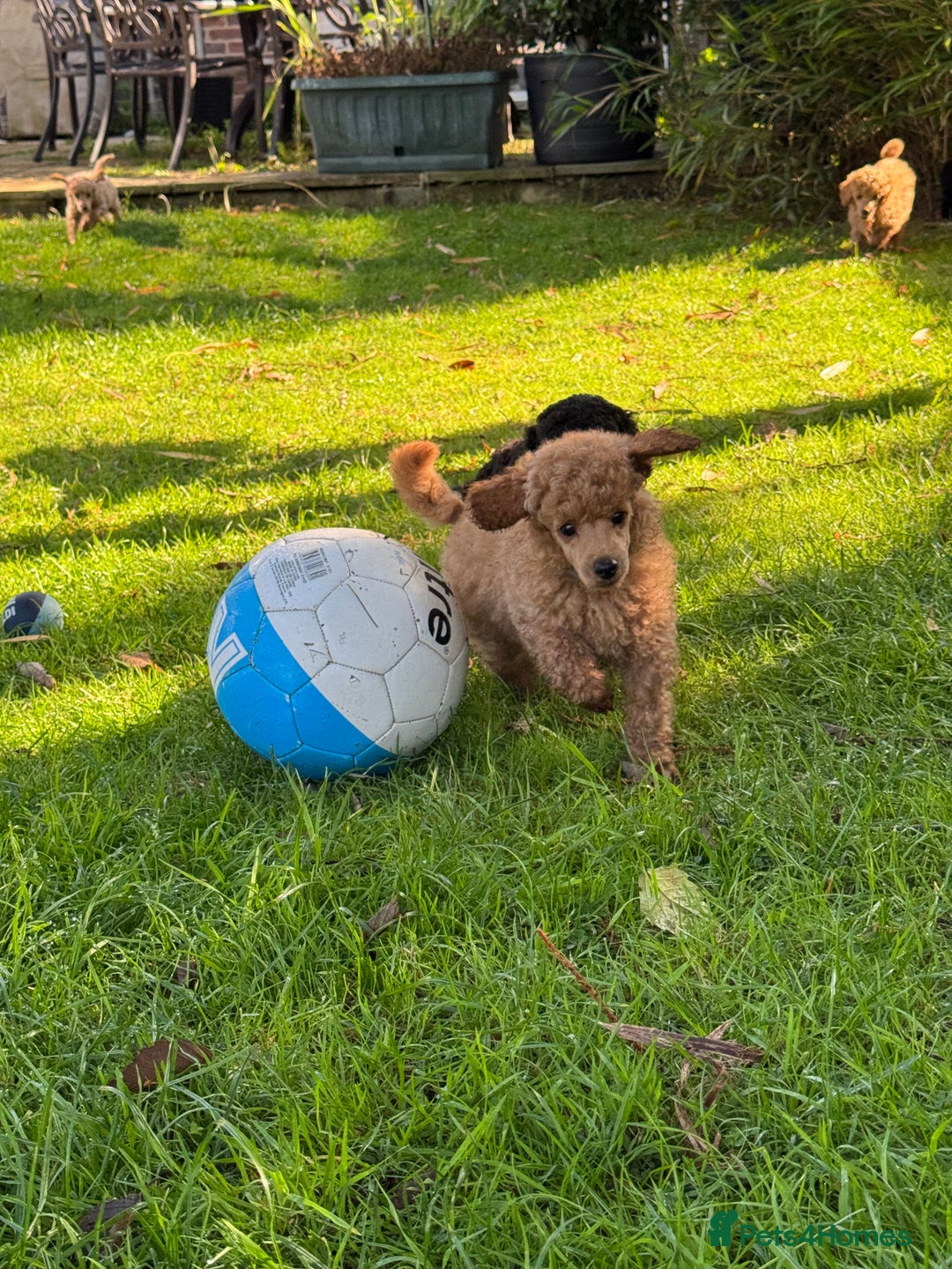 Miniature Poodle dogs for sale: DNA Health tested.Miniature KC Poodle Puppies - Image 17